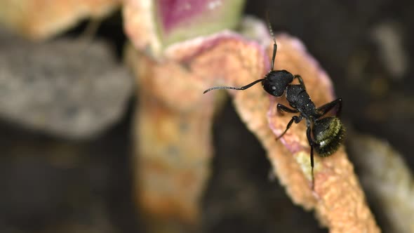 Closeup of a black ant (Lasius niger) on a succulent plant