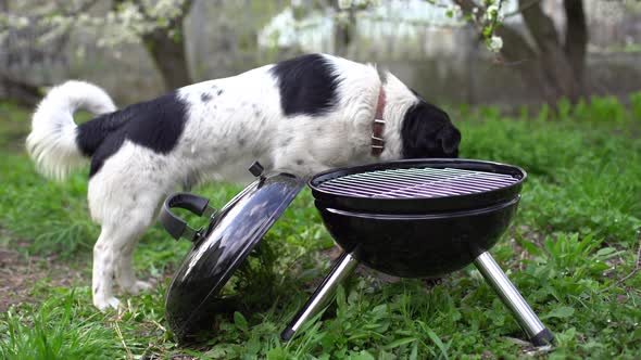 The Meat is Cooked on a Barbecue