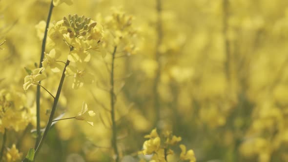 Majestic Closeup Shot of Rapeseed Flowers in a Canola Field on a Sunny Day