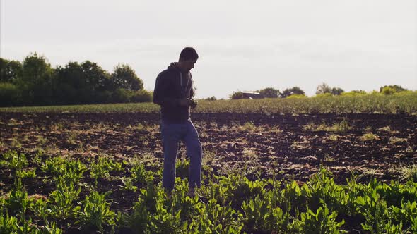 Man Collects Sorrel on the Field Squatted Down