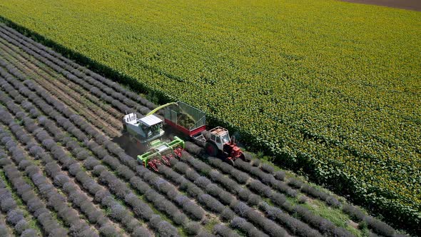 Video of harvesting lavender field