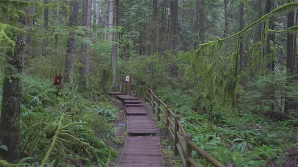 Beautiful Path in the Rainforest