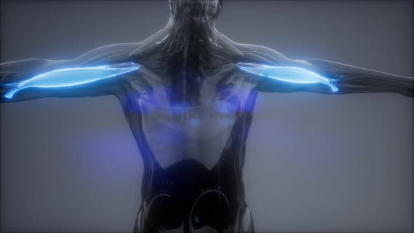 Biceps - Visible Muscle Anatomy Map alt