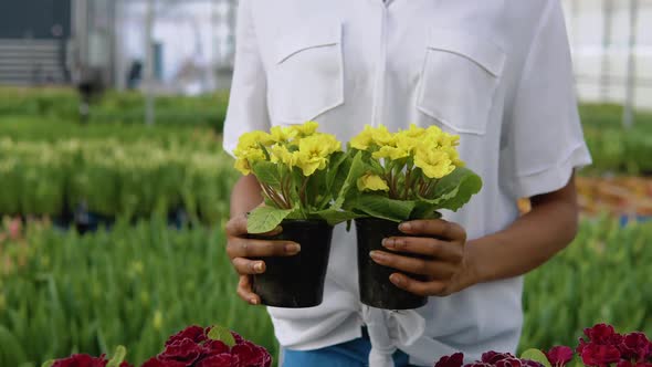 The Florist Holds Two Bushes of Bright Yellow Flowers in Pots