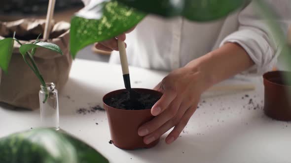 Woman Is Planting Plant. Girl Gardener Transplants Plant. Young Woman Transplanting Houseplant