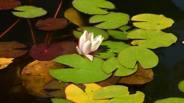 Panning shot of water lilies