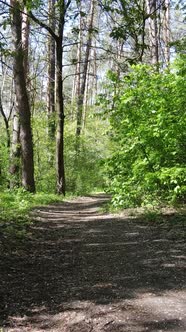 Vertical Video of Green Forest During the Day