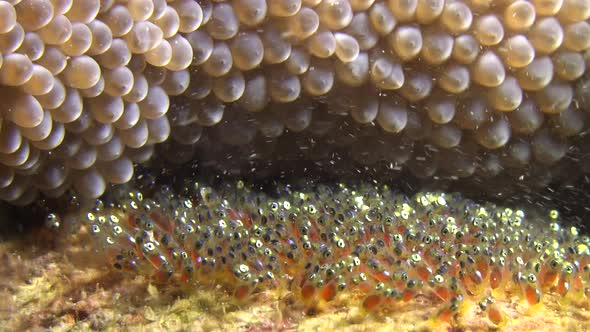 Anemone fish eggs close up. A close up shot of anemone fish eggs on any flat surface close to their