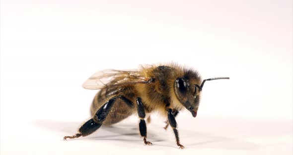 European Honey Bee, apis mellifera, Black Bee grooming against White Background, Normandy