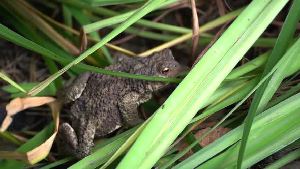 a toad crawls in the grass