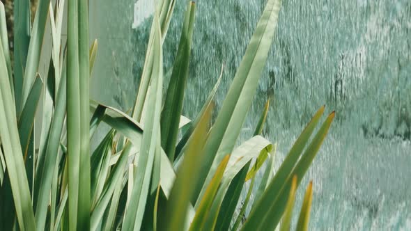 Green leaves and water falling.