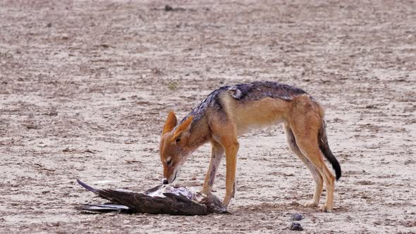 A Hungry Black-backed Jackal Nibbling And  Eating A Dead Bird On The Ground In Kalahari Desert, Afri