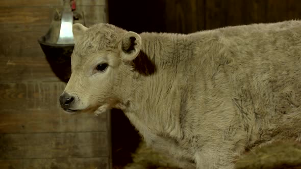 Close Up Young Sheep at Animal Farm