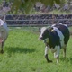 Cows Running Through The Meadow - VideoHive Item for Sale