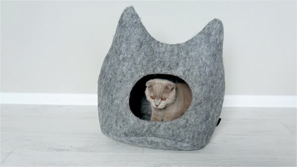 Scottish Fold Kitten Entering His House And Exiting.