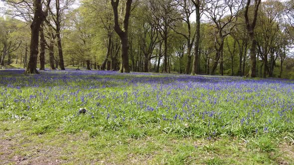 forward moving shot of Bluebells in woodland in Devon England