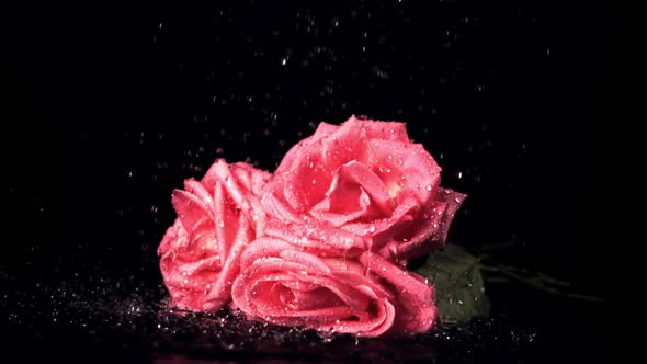 Super Slow Motion on the Rose Flowers Drops the Water with Splashes