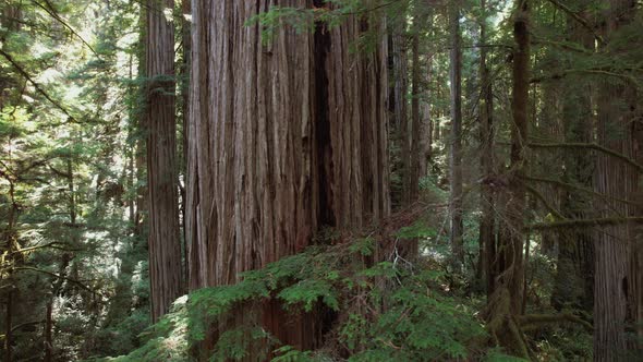 Northern California Coastal Redwood Forest 