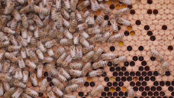 Bees Working on Honey Cells in Beehive