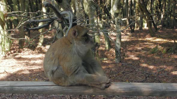 Monkey Looks In The Forest