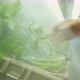 Young Woman Buying Organic Vegetables in Supermarket. Female Hand Taking Green Salad From Shelf in - VideoHive Item for Sale