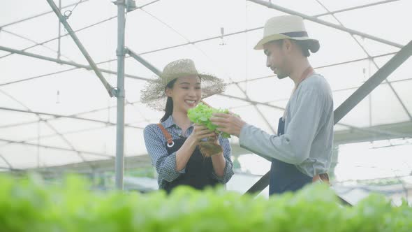 Asian farmers couple work in vegetables hydroponic farm with happiness.