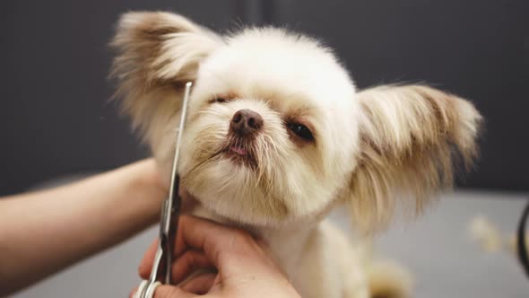 Dog Haircut