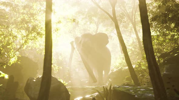 Slow Motion View of Elephant in Sun Light