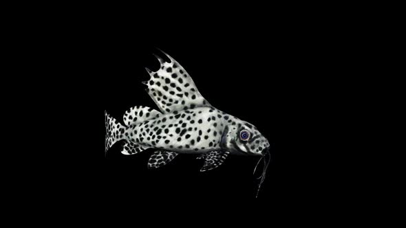 Synodontis Eupterus Fish