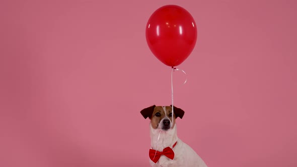 Portrait of Jack Russell Sitting in the Studio on a Pink Background