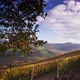 Scenic vineyard Landscape of Piedmont, Italy. - VideoHive Item for Sale