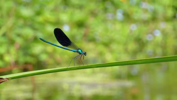 Dragonfly with Blue Wings Sitting on a Branch on a Background of the River