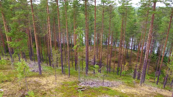 Drone video of a coniferous forest and a lake in the background. Finland, July 2018.