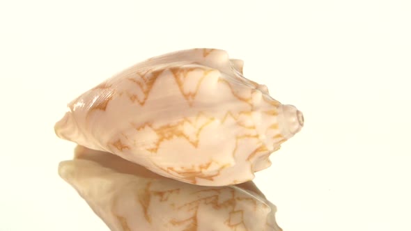 Marine Sea Shell Isolated on White, Rotation, Reflection