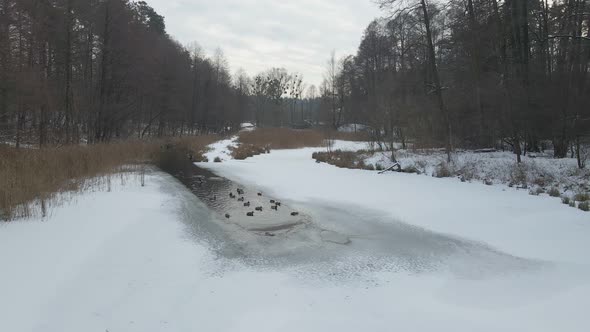 Ducks Frozen Lake