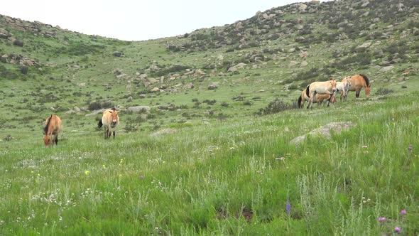 Wild Przewalski Horses in Real Natural Habitat Environment in The Mountains of Mongolia