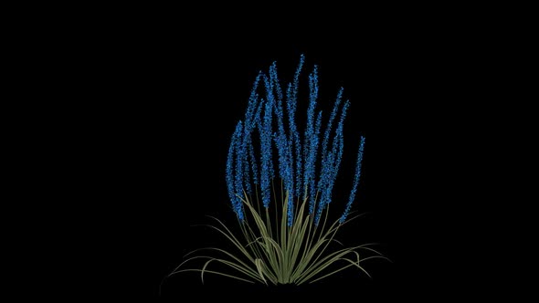 Blue Lily Turf