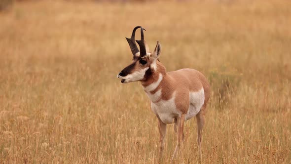 Pronghorn in Yellowstone National Park