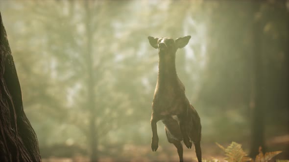 Extreme Slow Motion Deer Jump in Pine Forest