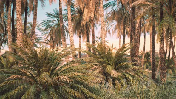 Palm Trees in the Desert with Sand Dunes