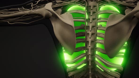 Human Lungs Radiology Exam alt