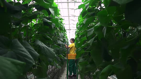 Greenhouse Worker Inspecting Cucumber Plant Growing in Hydroponic Industrial Greenhouse Spbd