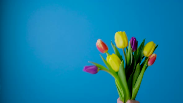 Bouquet of Tulips