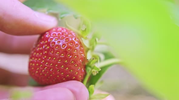 Caucasian Male Hand is Holding Red and Ripe Strawberry Fruit on the Bush