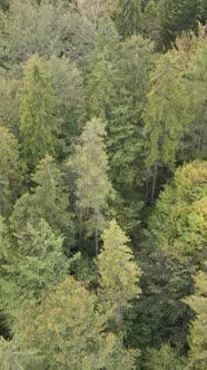 Aerial View of Trees in the Forest