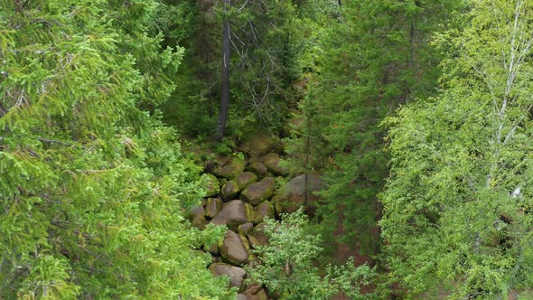 A Tourist Walks Through the Forest