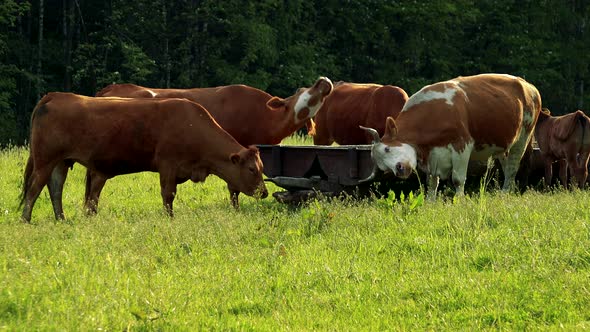 Cows Around a Trough in a Pasture, a Forest in the Background