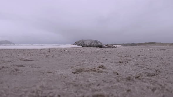 Dead Seal on the Donegal Coast of Ireland While Sea Foam is Coming in