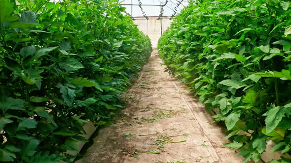 Rows of plants growing inside a large greenhouse