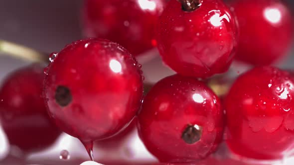 Closeup View of Falling Red Currant Berries on White Plate